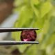 Pink Spinel